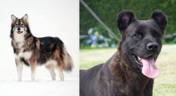 Utonagan vs Cao Fila de Sao Miguel - Breed Comparison