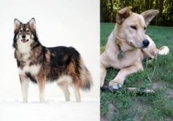Utonagan vs Carolina Dog - Breed Comparison