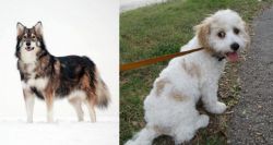 Utonagan vs Cavachon - Breed Comparison