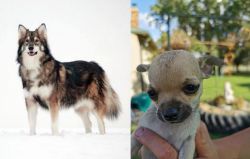 Utonagan vs Chihuahua - Breed Comparison