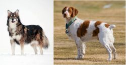 Utonagan vs French Brittany - Breed Comparison