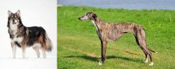 Utonagan vs Galgo Espanol - Breed Comparison