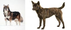 Utonagan vs Kai Ken - Breed Comparison