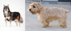 Utonagan vs Lucas Terrier - Breed Comparison