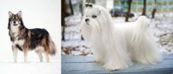 Utonagan vs Maltese - Breed Comparison