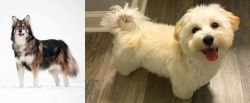 Utonagan vs Maltipoo - Breed Comparison