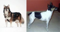 Utonagan vs Miniature Fox Terrier - Breed Comparison