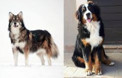 Utonagan vs Mountain Burmese - Breed Comparison