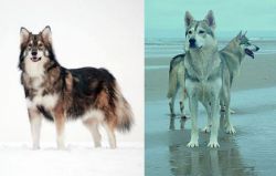 Utonagan vs Northern Inuit Dog - Breed Comparison