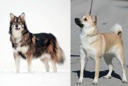 Utonagan vs Norwegian Buhund - Breed Comparison