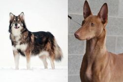 Utonagan vs Pharaoh Hound - Breed Comparison