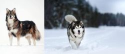 Utonagan vs Siberian Husky - Breed Comparison