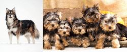 Utonagan vs Yorkshire Terrier - Breed Comparison