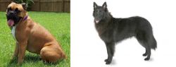 Valley Bulldog vs Belgian Shepherd - Breed Comparison