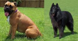 Valley Bulldog vs Belgian Shepherd Dog (Groenendael) - Breed Comparison