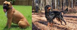 Valley Bulldog vs Gordon Setter - Breed Comparison
