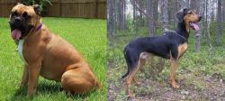 Valley Bulldog vs Greek Harehound - Breed Comparison