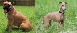 Valley Bulldog vs Italian Greyhound - Breed Comparison