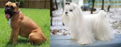 Valley Bulldog vs Maltese - Breed Comparison