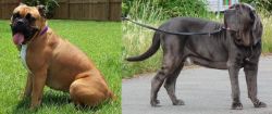 Valley Bulldog vs Neapolitan Mastiff - Breed Comparison