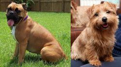 Valley Bulldog vs Norfolk Terrier - Breed Comparison