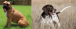 Valley Bulldog vs Old Danish Pointer - Breed Comparison