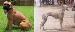 Valley Bulldog vs Rampur Greyhound - Breed Comparison