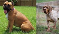 Valley Bulldog vs Spanish Pointer - Breed Comparison