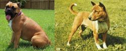 Valley Bulldog vs Telomian - Breed Comparison
