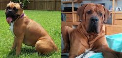 Valley Bulldog vs Tosa - Breed Comparison