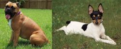 Valley Bulldog vs Toy Fox Terrier - Breed Comparison