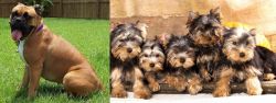 Valley Bulldog vs Yorkshire Terrier - Breed Comparison
