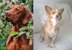 Vizsla vs Alopekis - Breed Comparison