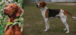 Vizsla vs Anglo-Francais de Petite Venerie - Breed Comparison