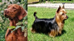 Vizsla vs Australian Silky Terrier - Breed Comparison