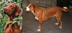 Vizsla vs Austrian Pinscher - Breed Comparison