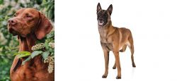 Vizsla vs Belgian Shepherd Dog (Malinois) - Breed Comparison