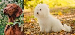 Vizsla vs Bichon Bolognese - Breed Comparison