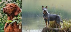 Vizsla vs Blue Healer - Breed Comparison