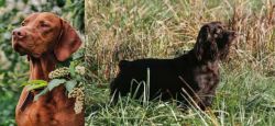 Vizsla vs Boykin Spaniel - Breed Comparison