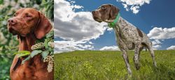 Vizsla vs Braque Francais (Pyrenean Type) - Breed Comparison