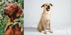Vizsla vs Chinook - Breed Comparison