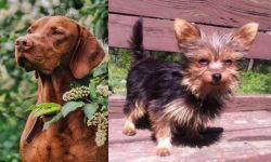 Vizsla vs Chorkie - Breed Comparison