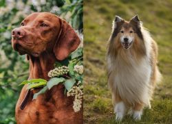 Vizsla vs Collie - Breed Comparison