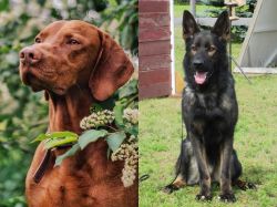 Vizsla vs East German Shepherd - Breed Comparison
