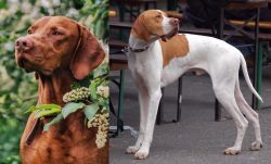 Vizsla vs English Pointer - Breed Comparison