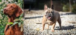 Vizsla vs French Bulldog - Breed Comparison