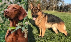 Vizsla vs German Shepherd - Breed Comparison