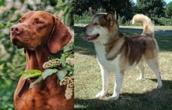 Vizsla vs Greenland Dog - Breed Comparison