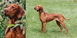 Vizsla vs Hungarian Vizsla - Breed Comparison